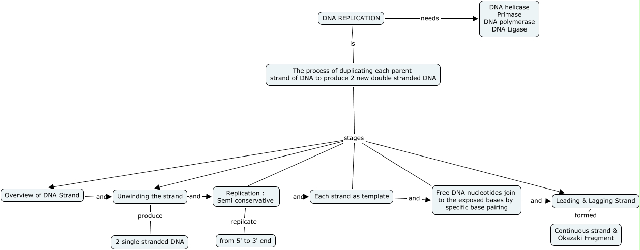 Concept Map DNA Replication.cmap?rid=1H3T3V229 258QBZS K97&partName=htmljpeg